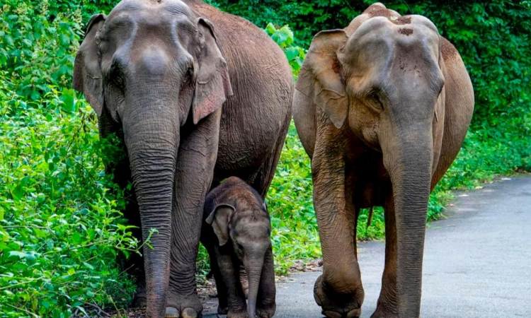 Kerala Govt Proposes Three-Pillar Strategy To Address Human-Wildlife Conflict, Submits Report To High Court Kerala Govt Proposes Three-Pillar Strategy To Address Human-Wildlife Conflict, Submits Report To High Court