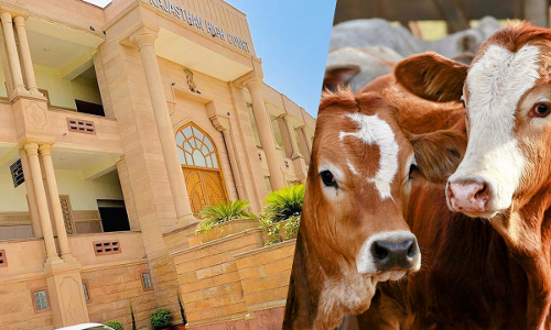 Rajasthan High Court Upholds Compensation For Death By Stray Bull Attack, Pulls Up Bikaner Municipal Corp For Animals Wandering In Streets