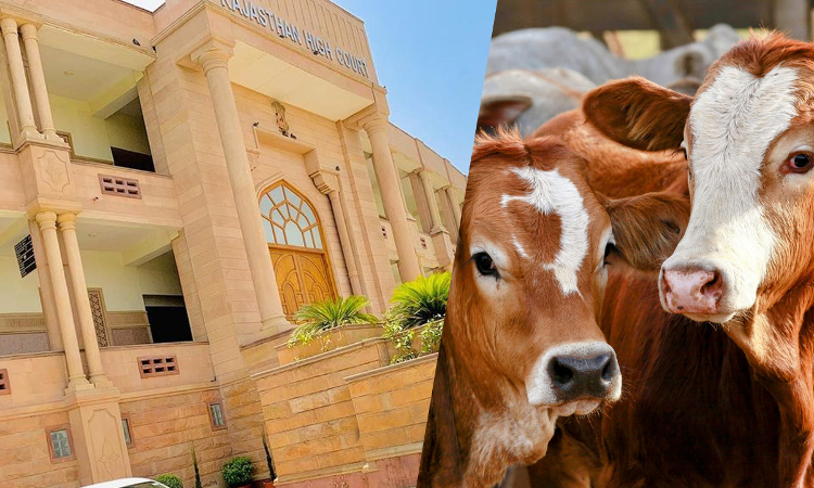 Rajasthan High Court Upholds Compensation For Death By Stray Bull Attack, Pulls Up Bikaner Municipal Corp For Animals Wandering In Streets Rajasthan High Court Upholds Compensation For Death By Stray Bull Attack, Pulls Up Bikaner Municipal Corp For Animals Wandering In Streets