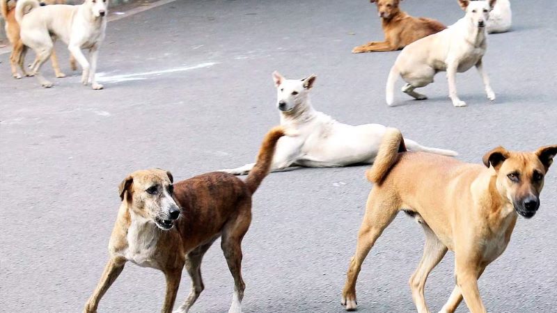 Common Man Is Really Troubled: Delhi High Court Initiates Suo Motu PIL On Stray Dogs Management Common Man Is Really Troubled: Delhi High Court Initiates Suo Motu PIL On Stray Dogs Management