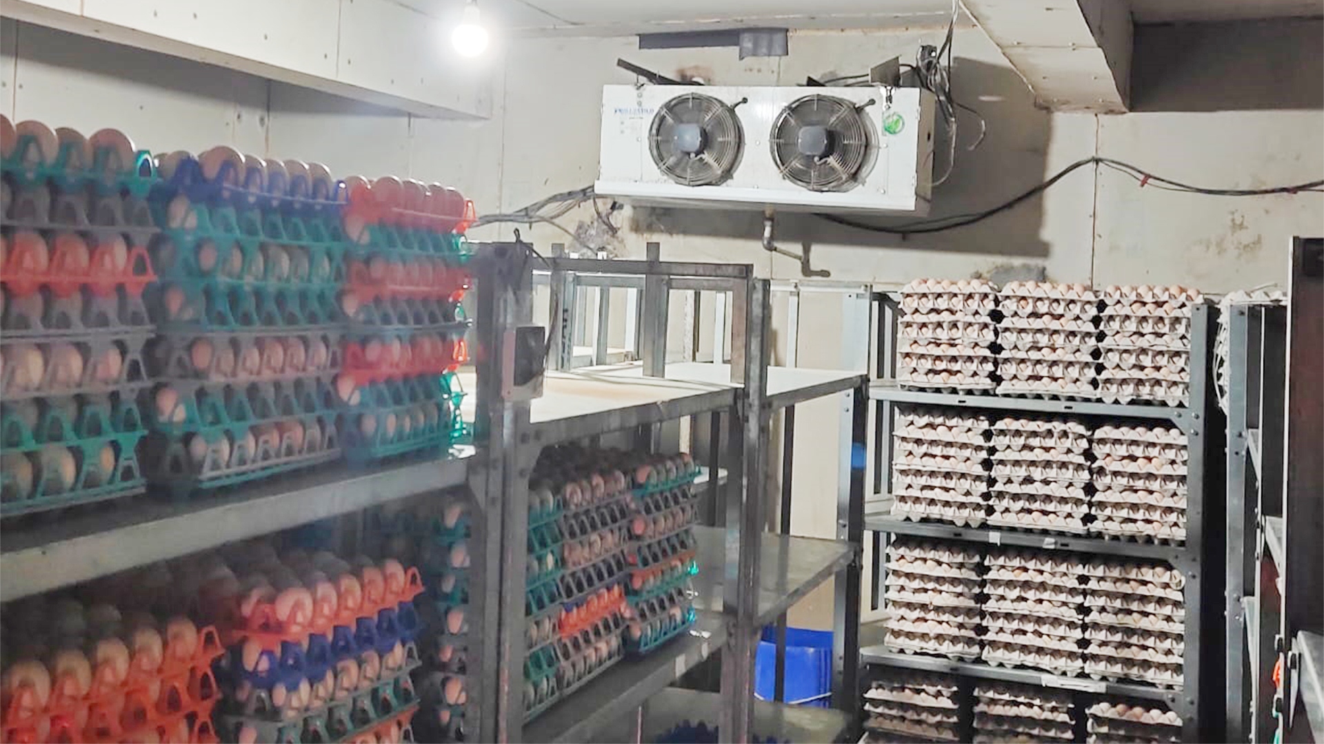 Plea Challenges UP Govts Order To Remove Eggs Stored In All Private Cold Storages Across State: Allahabad High Court Issues Notice Plea Challenges UP Govts Order To Remove Eggs Stored In All Private Cold Storages Across State: Allahabad High Court Issues Notice