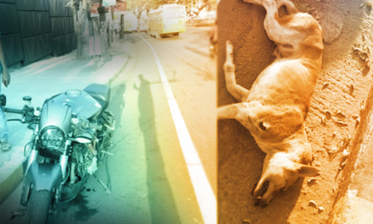 Road Accidents Involving Injury To Animals Do Not Attract Rash Driving Offences U/S 279 IPC, S.134 & 187 MV Act: Karnataka High Court