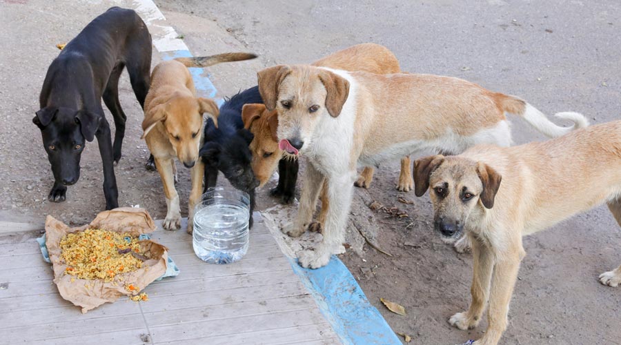 Bombay High Court Reserves Order In Contempt Case Against Woman Who Called Court Dog Mafias Over Dispute Between Society & Dog Feeders