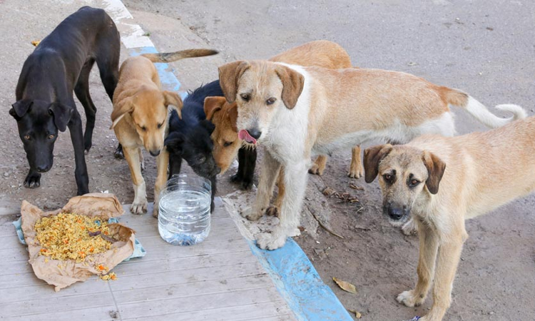 Bombay High Court Reserves Order In Contempt Case Against Woman Who Called Court Dog Mafias Over Dispute Between Society & Dog Feeders Bombay High Court Reserves Order In Contempt Case Against Woman Who Called Court Dog Mafias Over Dispute Between Society & Dog Feeders