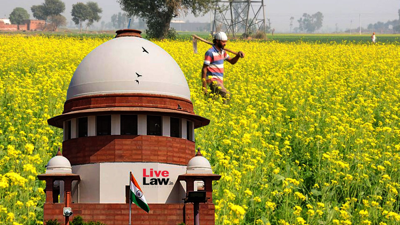 Supreme Court Begins Hearing Pleas To Ban Cultivation Of GM Mustard Supreme Court Begins Hearing Pleas To Ban Cultivation Of GM Mustard