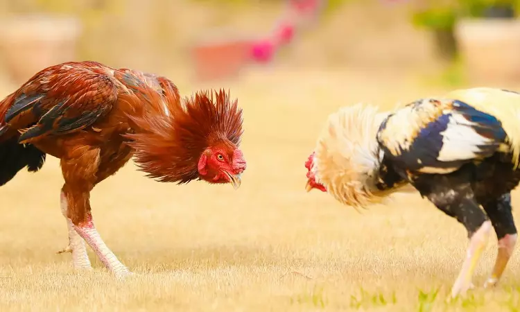 Cockfighting: Madras High Court Issues Directions To Ensure Safety Of Birds During Pongal Celebrations At Tiruvallur Event Cockfighting: Madras High Court Issues Directions To Ensure Safety Of Birds During Pongal Celebrations At Tiruvallur Event