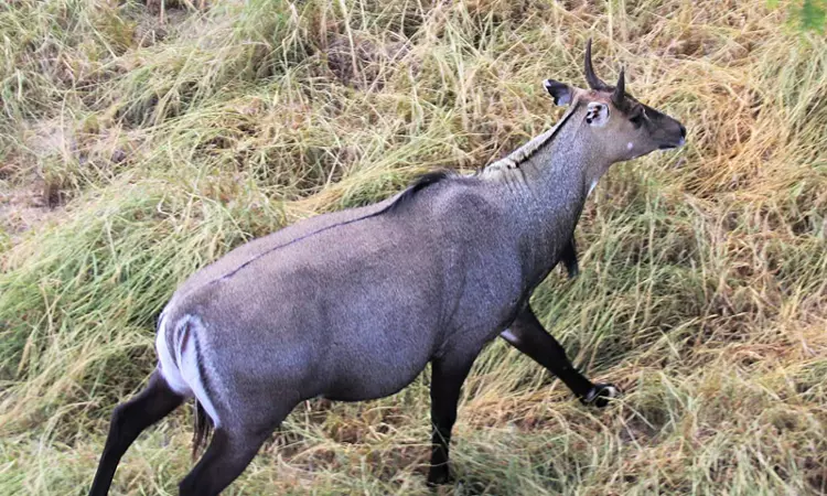 ‘Govt Is Seized Of The Matter: Allahabad High Court Disposes Of PIL To Control Crop Damage Due To Wild Boar & Blue Bull ‘Govt Is Seized Of The Matter: Allahabad High Court Disposes Of PIL To Control Crop Damage Due To Wild Boar & Blue Bull