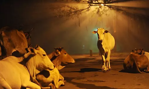 Shocking: Karnataka High Court Slams Police For Registering Cow-Theft FIR 2 Years After Animals Went Missing