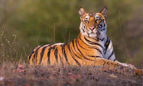 There Are 2967 Tigers Spread In 53 Tiger Reserves As Per 2018 Census: Centre Tells Supreme Court