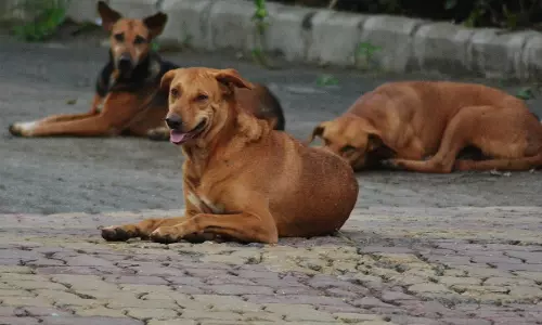 P&H High Court Flags Poor Nutrition Of Dogs In Chandigarhs Prevention Of Cruelty To Animals Society, Orders Local Commissioner To Monitor