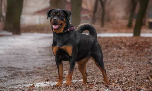 Mumbai Court Sentences Businessman To 3 Months Imprisonment For Negligence After His Aggressive Rottweiler Dog Attacked 72-Yr-Old Relative