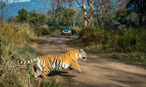 Hunting Wild Animal In A Planned Manner Poses Threat To Nature & Forests: MP High Court Denies Bail To Men Booked For Poaching Tigress