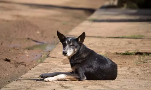 Court Orders Registration Of FIR Against Delhi Police Cop For Allegedly Assaulting Street Dog With Lathi, Picks Holes In Official Inquiry