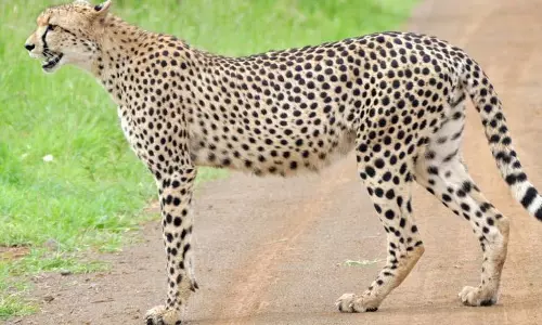 Concerned At Deaths Of 3 Cheetahs In Kuno, Supreme Court Asks Centre To Explore Alternate Sites