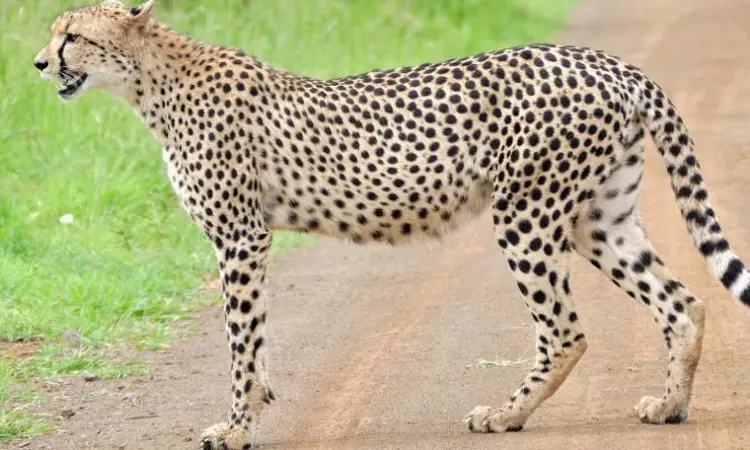 Concerned At Deaths Of 3 Cheetahs In Kuno, Supreme Court Asks Centre To Explore Alternate Sites