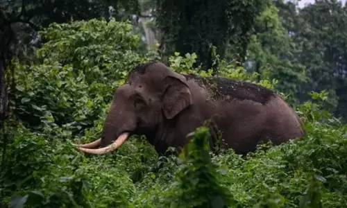 Human-Wildlife Conflict: Kerala High Court Directs Strict Surveillance Of Rogue Elephant KM1, Says Authorities Must Prevent Further Mishaps Human-Wildlife Conflict: Kerala High Court Directs Strict Surveillance Of Rogue Elephant KM1, Says Authorities Must Prevent Further Mishaps