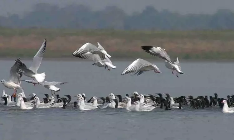 Gauhati High Court Directs PWD To Stop Construction Activities, Earth Filling In Fresh Water Lake Deepor Beel Gauhati High Court Directs PWD To Stop Construction Activities, Earth Filling In Fresh Water Lake Deepor Beel