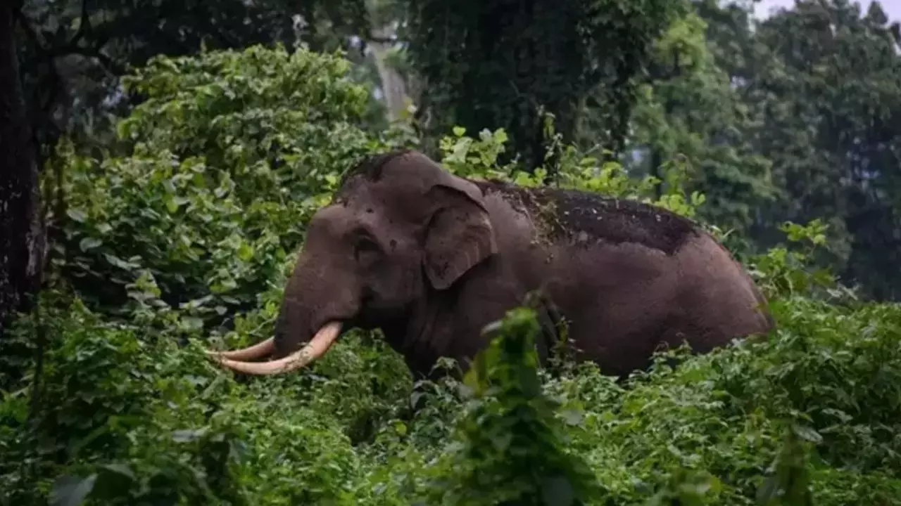 Appalled By Insensitivity Towards Plight Of Animal Kerala High Court Refuses To Interfere With Translocation Of Tusker ‘Arikkomban’ Appalled By Insensitivity Towards Plight Of Animal Kerala High Court Refuses To Interfere With Translocation Of Tusker ‘Arikkomban’