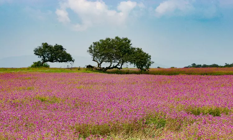 Plea Filed In NGT, For Protection Of UNESCO World Heritage Site ‘Kaas Plateau’ Plea Filed In NGT, For Protection Of UNESCO World Heritage Site ‘Kaas Plateau’