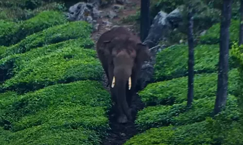 Arikombans Translocation Not Answer To Man-Animal Conflicts, Need Long Term Measures To Overcome Problems Created By Human Race: Kerala High Court Arikombans Translocation Not Answer To Man-Animal Conflicts, Need Long Term Measures To Overcome Problems Created By Human Race: Kerala High Court