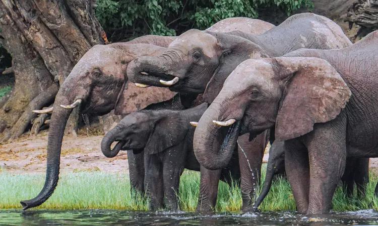 Kerala High Court Directs State To Constitute Teams For Carrying Out Census Of Captive Elephants, Identifying Their Custodians Kerala High Court Directs State To Constitute Teams For Carrying Out Census Of Captive Elephants, Identifying Their Custodians