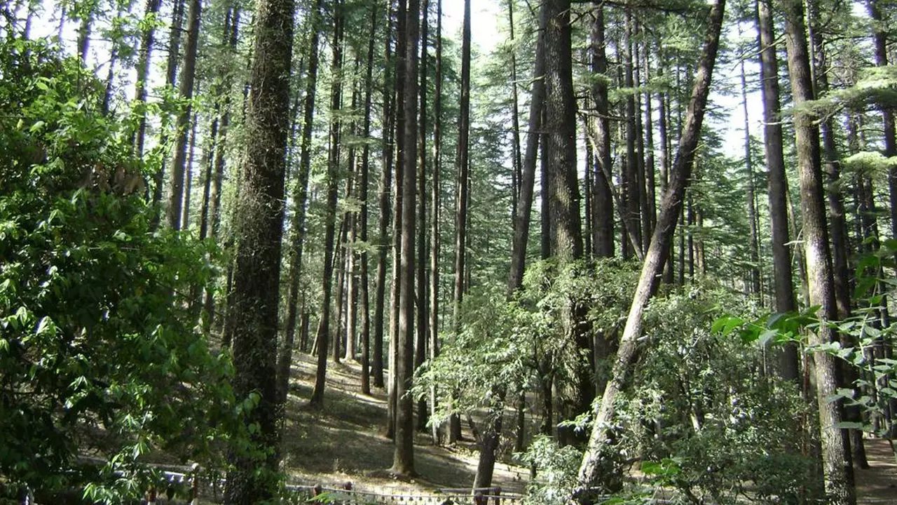 Compensatory Afforestation Must Be In Same Or Nearby Locality; Trees Planted Elsewhere Cant Compensate Residents: Bombay High Court Compensatory Afforestation Must Be In Same Or Nearby Locality; Trees Planted Elsewhere Cant Compensate Residents: Bombay High Court