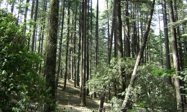 Compensatory Afforestation Must Be In Same Or Nearby Locality; Trees Planted Elsewhere Cant Compensate Residents: Bombay High Court Compensatory Afforestation Must Be In Same Or Nearby Locality; Trees Planted Elsewhere Cant Compensate Residents: Bombay High Court