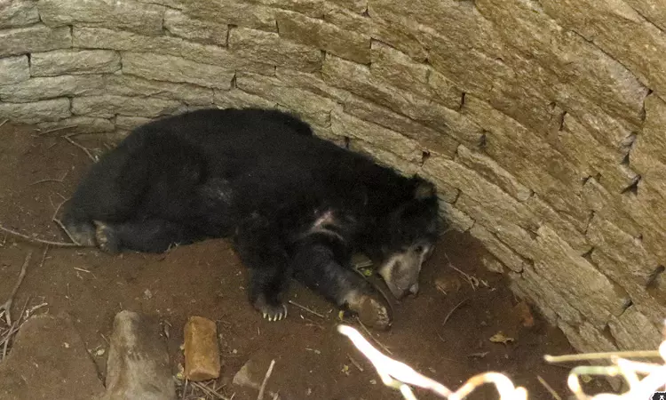 How Can Criminal Liability Be Attributed?: Kerala High Court Asks In Plea Against Forest Officials Over Sloth Bears Death In Well How Can Criminal Liability Be Attributed?: Kerala High Court Asks In Plea Against Forest Officials Over Sloth Bears Death In Well