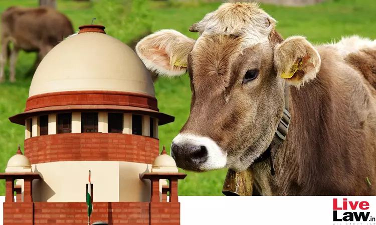 Prohibition Of Cow Slaughter To Be Decided By Legislature, Court Cant Compel Law Making : Supreme Court Prohibition Of Cow Slaughter To Be Decided By Legislature, Court Cant Compel Law Making : Supreme Court