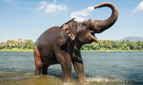 Kerala High Court Sets Aside Injunction Against Forcible Possession Of Elephant Obtained By Suppressing Material Facts About Earlier Cases