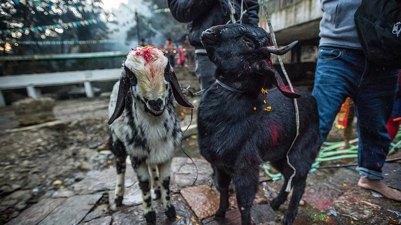 Madras High Courts Split Verdict On Animal Slaughter At Sufi Shrine