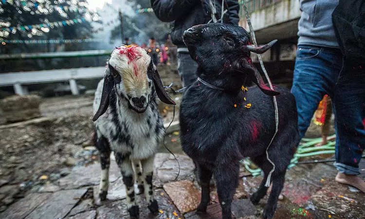 Madras High Courts Split Verdict On Animal Slaughter At Sufi Shrine Madras High Courts Split Verdict On Animal Slaughter At Sufi Shrine