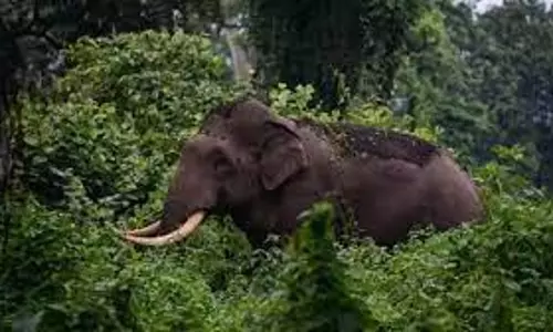 Plea In Kerala High Court Seeks Proper Medical Care For Arikomban If Tranquillised And Captured Plea In Kerala High Court Seeks Proper Medical Care For Arikomban If Tranquillised And Captured