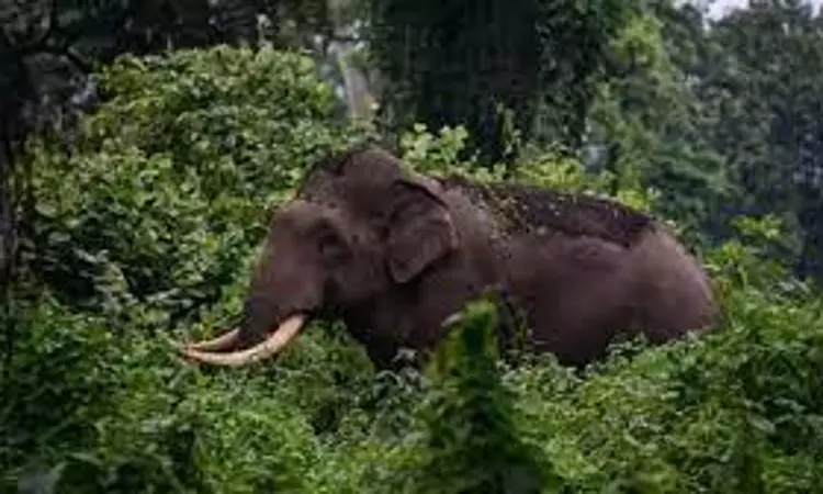 Plea In Kerala High Court Seeks Proper Medical Care For Arikomban If Tranquillised And Captured Plea In Kerala High Court Seeks Proper Medical Care For Arikomban If Tranquillised And Captured