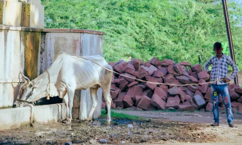 Merely Possessing, Transporting Cow Within State Wouldnt Amount To An Offence Under UP Cow Slaughter Act: Allahabad High Court Merely Possessing, Transporting Cow Within State Wouldnt Amount To An Offence Under UP Cow Slaughter Act: Allahabad High Court