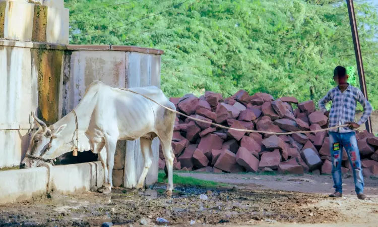 Merely Possessing, Transporting Cow Within State Wouldnt Amount To An Offence Under UP Cow Slaughter Act: Allahabad High Court Merely Possessing, Transporting Cow Within State Wouldnt Amount To An Offence Under UP Cow Slaughter Act: Allahabad High Court
