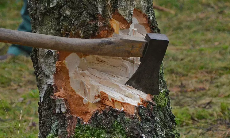 Municipal Secretary Can Cut Down Dangerous Trees Without Notice To Owner: Kerala High Court Grants Relief To 92-Year-Old Man