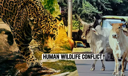 Uttarakhand High Court Suggests State To Come Up With Policy For Surrender Of Old, Infirm Animals; Penalty On Those Abandoning Cattle