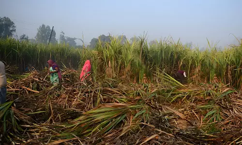 Action Plan Formulated To Inspect Factories, Interview Workers: Maha Govt To Bombay HC In Suo Moto Plea On Exploitation Of Migrant Workers In Sugar Belt Action Plan Formulated To Inspect Factories, Interview Workers: Maha Govt To Bombay HC In Suo Moto Plea On Exploitation Of Migrant Workers In Sugar Belt