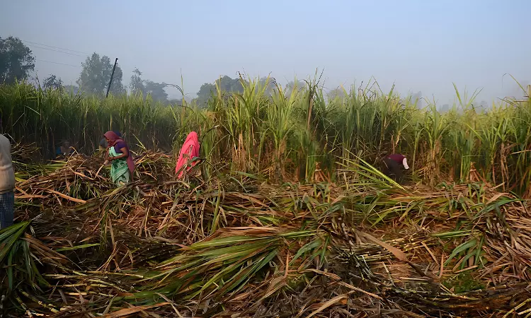 Action Plan Formulated To Inspect Factories, Interview Workers: Maha Govt To Bombay HC In Suo Moto Plea On Exploitation Of Migrant Workers In Sugar Belt Action Plan Formulated To Inspect Factories, Interview Workers: Maha Govt To Bombay HC In Suo Moto Plea On Exploitation Of Migrant Workers In Sugar Belt