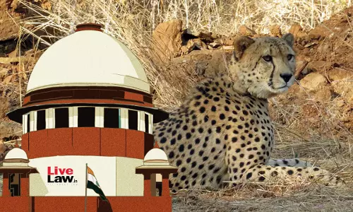 Kuno Cheetah Deaths Anticipated; 50% Of Translocated Animals Dying Not Alarming : Centre Tells Supreme Court Kuno Cheetah Deaths Anticipated; 50% Of Translocated Animals Dying Not Alarming : Centre Tells Supreme Court