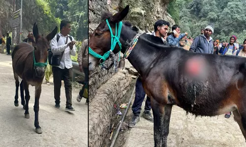 PIL Over Ill-Treatment Of Equines Deployed On Char-Dham Yatra Routes: Utkhand HC Seeks Presence Of State Animal Welfare Board Official