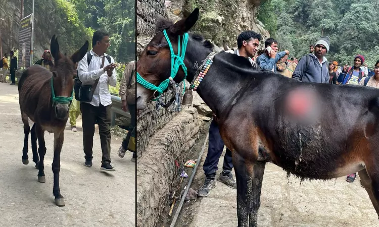 PIL Over Ill-Treatment Of Equines Deployed On Char-Dham Yatra Routes: Utkhand HC Seeks Presence Of State Animal Welfare Board Official