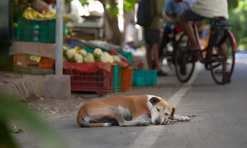Frame Guidelines For Early Rehabilitation, Preventing Multiplication Of Stray Dogs: Patna High Court Directs State Govt, DGP