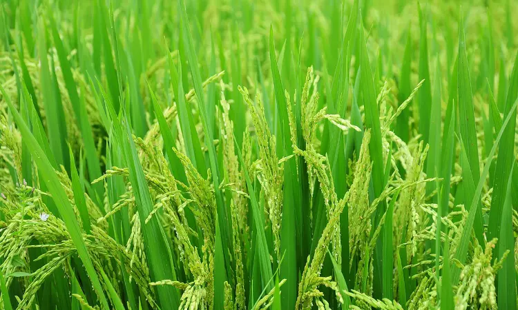 Kerala High Court Seeks States Stand On Legality Of Pre-2008 Paddy Land Reclamations Under Wetland Act Kerala High Court Seeks States Stand On Legality Of Pre-2008 Paddy Land Reclamations Under Wetland Act