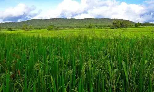 Law Harsher Against Vehicle Owner Than Land Owner In Cases Of Illegal Reclamation Of Paddy Land: Kerala High Court
