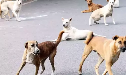 Stray Dog Issue | Want To Issue Concrete Guidelines : Supreme Court Lists For Hearing On Oct 18