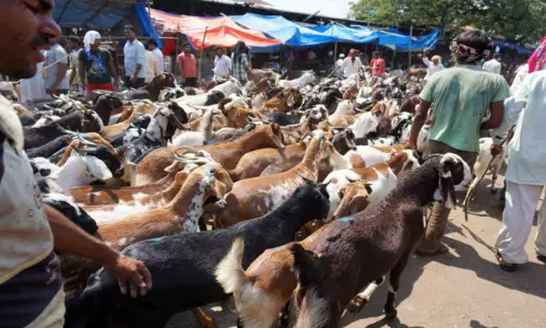 Will Lead To Similar Requests For Other Festivals: Bombay HC Tells BMC To Reconsider Ban On Animal Slaughter For Paryushan Parva Will Lead To Similar Requests For Other Festivals: Bombay HC Tells BMC To Reconsider Ban On Animal Slaughter For Paryushan Parva