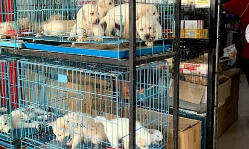Animals Dying In Miserable Conditions At Unlicensed Pet Shops: Plea Filed In Telangana High Court, Notices Issued