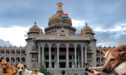 Karnataka High Court Disapproves Of Feeding Stray Dogs Near Vidhana Soudha Building, Says It May Lead To Health Hazards Karnataka High Court Disapproves Of Feeding Stray Dogs Near Vidhana Soudha Building, Says It May Lead To Health Hazards